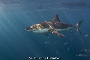 Great White in the Sunlight by Christine Hamilton 